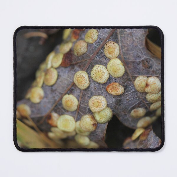 Item preview, Common spangle gall on oak leaf designed and sold by cuprum.