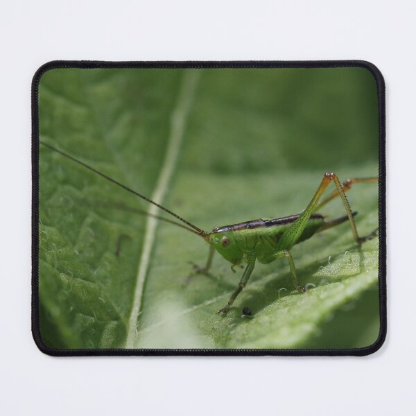 Item preview, Bug hunt 5 designed and sold by cuprum.