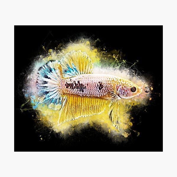 Item preview, Fighting fish Halfmoon metallic designed and sold by AquariumLutter.