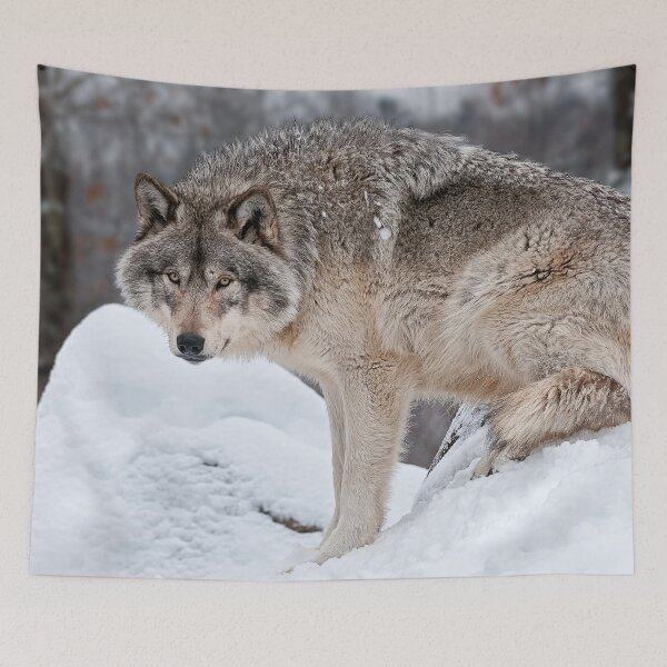 Item preview, Gray Squirrel designed and sold by Michael Cummings.