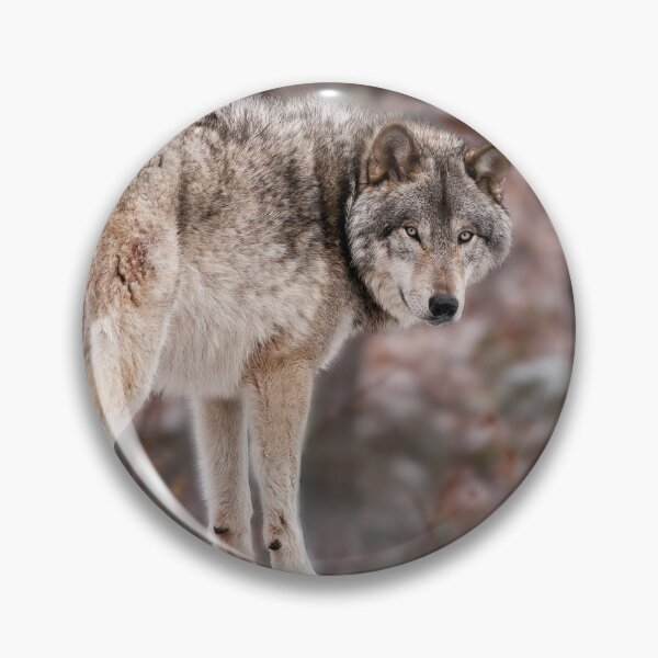 Artikelvorschau, Timberwolf auf Felsen entworfen und verkauft von Michael Cummings.