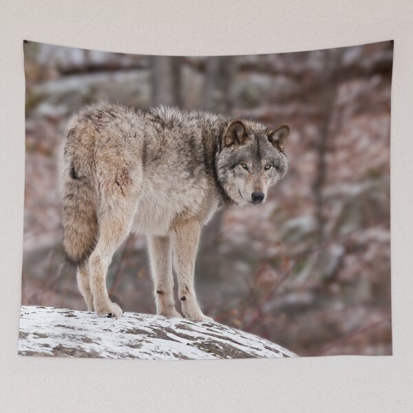 Artikelvorschau, Timberwolf auf Felsen entworfen und verkauft von Michael Cummings.