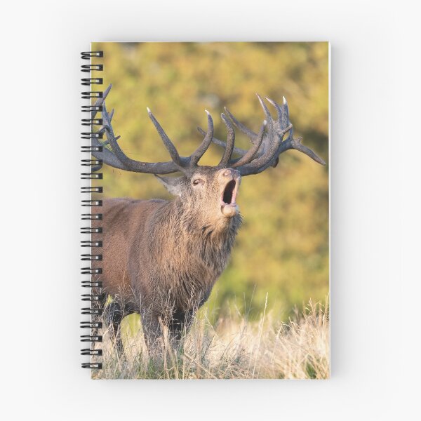 Item preview, Red Deer stag bellowing designed and sold by JackBranscombe.