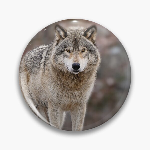 Artikelvorschau, Grauer Wolf auf Felsen entworfen und verkauft von Michael Cummings.