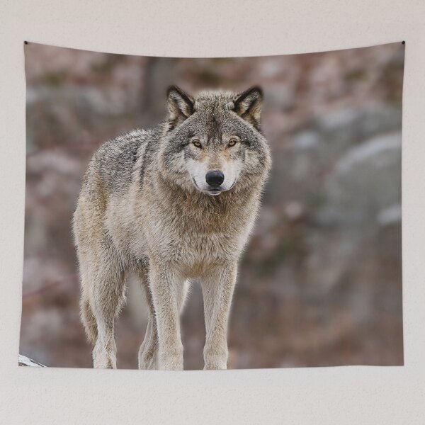 Artikelvorschau, Grauer Wolf auf Felsen entworfen und verkauft von Michael Cummings.