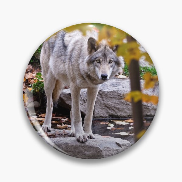 Artikelvorschau, Grauer Wolf entworfen und verkauft von Michael Cummings.