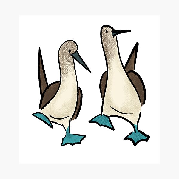 Stop Looking at My Boobies // Blue Footed Booby | Art Board Print