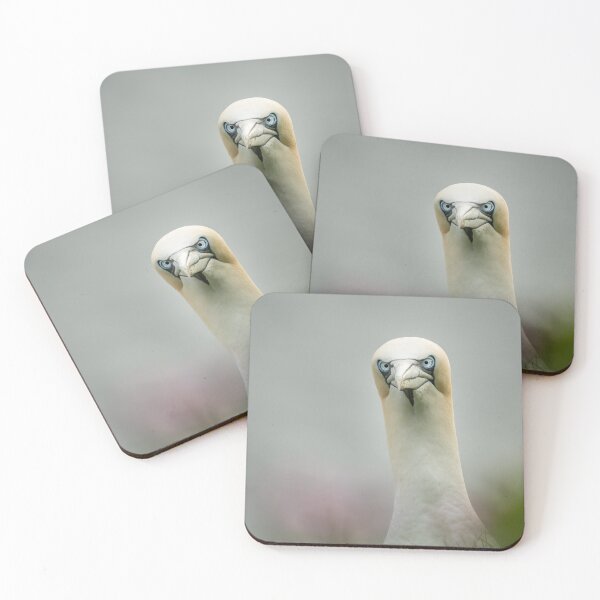 Item preview, Gannet designed and sold by JackBranscombe.