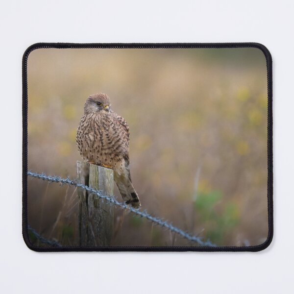 Item preview, Female Kestrel designed and sold by JackBranscombe.