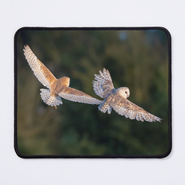 Item preview, Barn owl chase! designed and sold by JackBranscombe.
