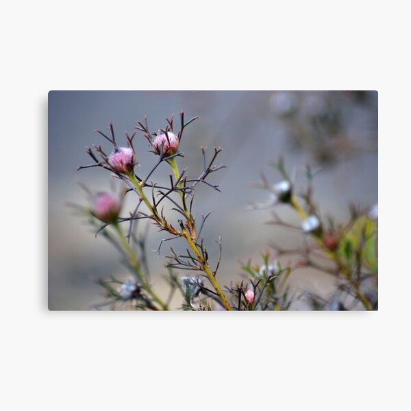 Item preview, Australian Natives designed and sold by Candy Jubb.