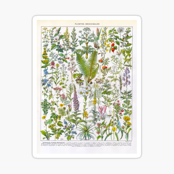 Item preview, ADOLPHE MILLOT HD - Medicinal Plants designed and sold by gologodesigns.
