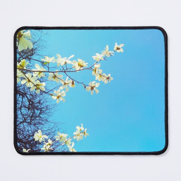 Item preview, White magnolia tree in blossom, spring season, natural background  designed and sold by helenkaiy.