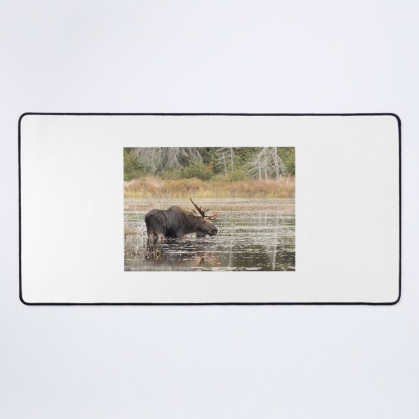 Item preview, Bull Moose, Algonquin Park designed and sold by James Cumming.