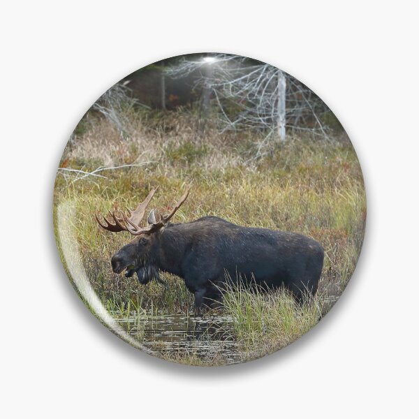 Artikelvorschau, Bullenelch, Algonquin Park entworfen und verkauft von James Cumming.