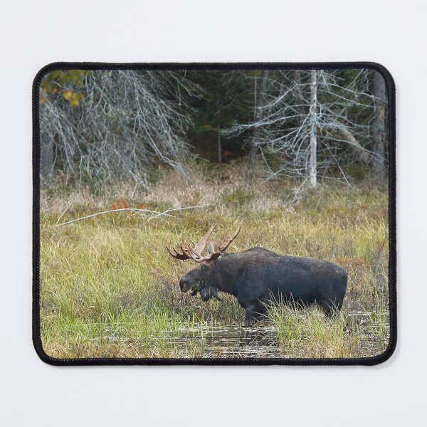 Item preview, Bull Moose, Algonquin Park designed and sold by James Cumming.