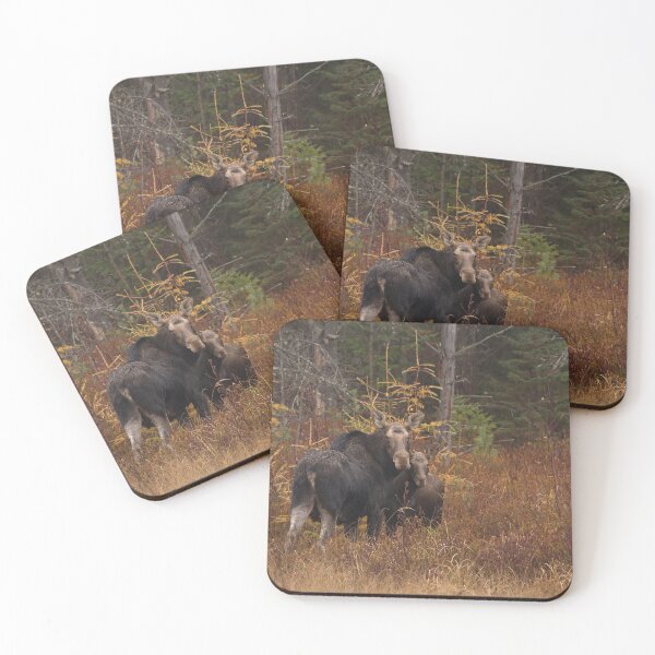 Item preview, Algonquin Moose - Algonquin Park, Canada designed and sold by James Cumming.