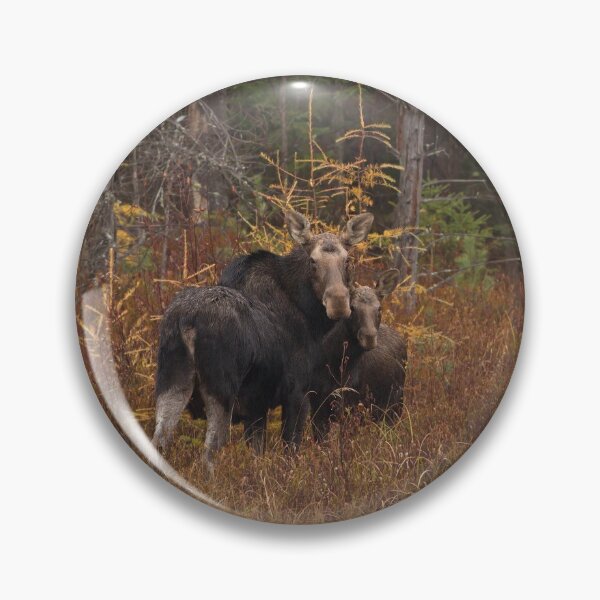 Item preview, Algonquin Moose - Algonquin Park, Canada designed and sold by James Cumming.