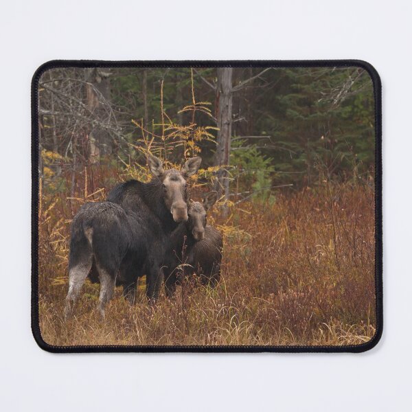 Item preview, Algonquin Moose - Algonquin Park, Canada designed and sold by James Cumming.