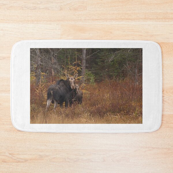 Item preview, Algonquin Moose - Algonquin Park, Canada designed and sold by James Cumming.