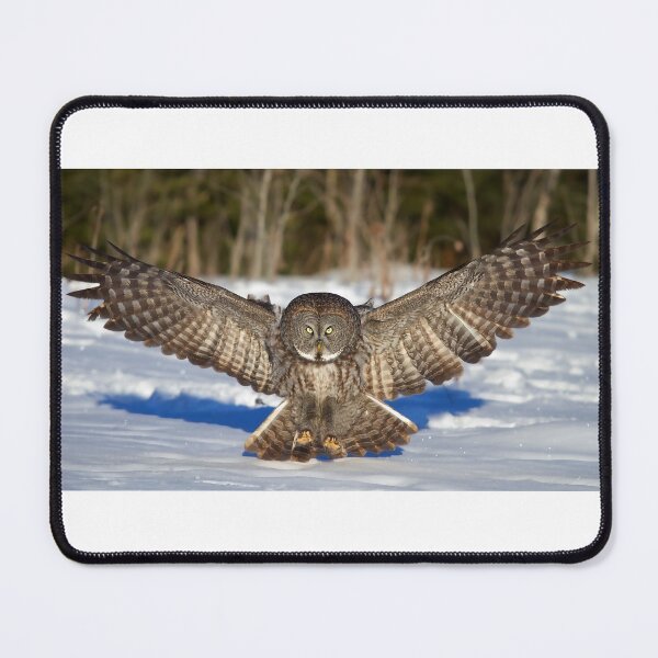 Item preview, Great Grey Owl designed and sold by James Cumming.