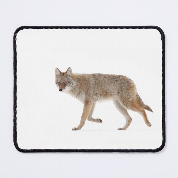 Item preview, Coyote in winter designed and sold by James Cumming.