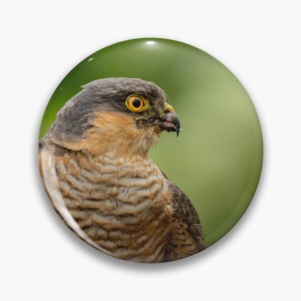 Item preview, Sparrowhawk designed and sold by JackBranscombe.