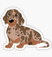 Miniature Dachshund - Dapple Sticker