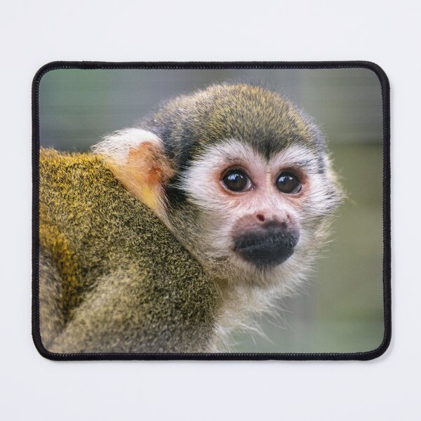 Item preview, Squirrel Monkey designed and sold by Shot-By-Reedy.
