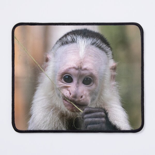 Item preview, White-Throated Capuchin designed and sold by Shot-By-Reedy.