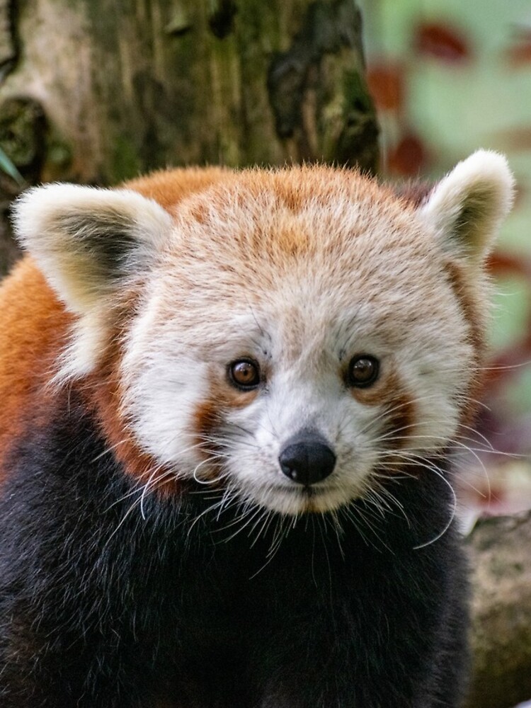 Thumbnail 4 of 4, iPhone Case, Red Panda designed and sold by Shot-By-Reedy.