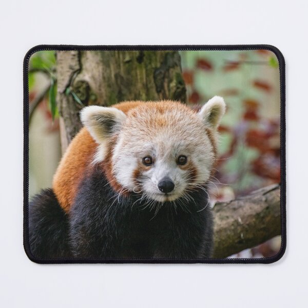 Item preview, Red Panda designed and sold by Shot-By-Reedy.