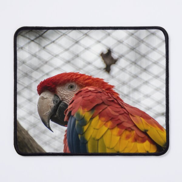 Item preview, Scarlet Macaw designed and sold by Shot-By-Reedy.