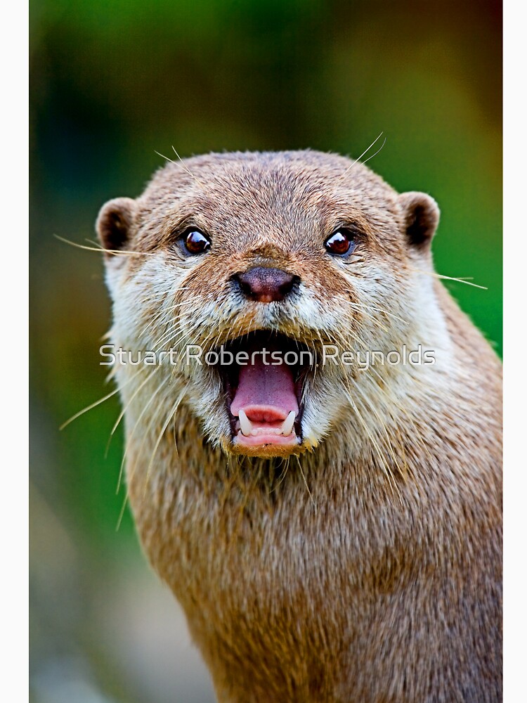 Otter by Sparky2000