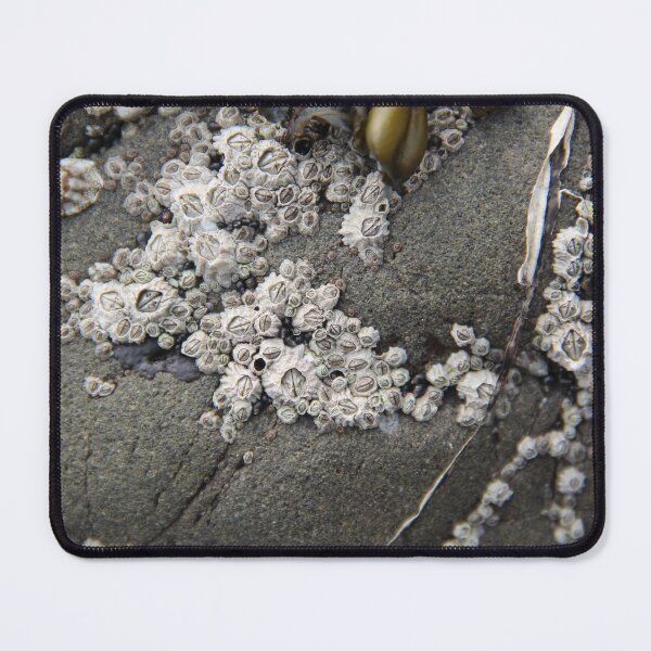 Item preview, Barnacles, Oregon designed and sold by AzHammock.