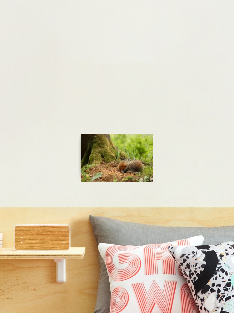 Thumbnail 2 of 3, Photographic Print, Sweet dreams designed and sold by wildphoto.