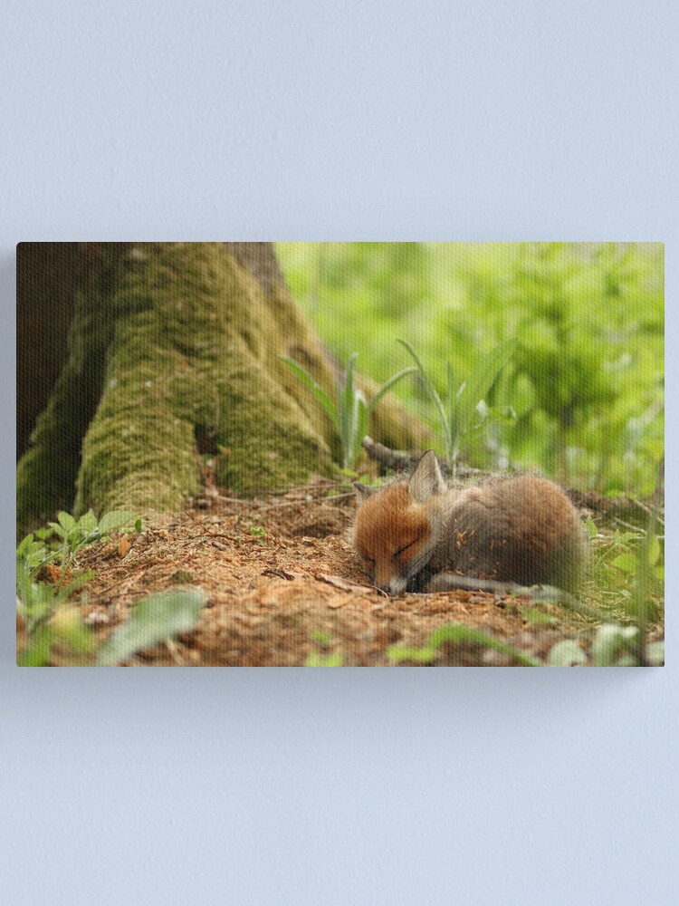 Thumbnail 1 of 3, Canvas Print, Sweet dreams designed and sold by wildphoto.