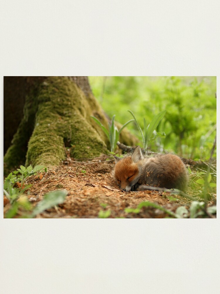Thumbnail 1 of 3, Photographic Print, Sweet dreams designed and sold by wildphoto.