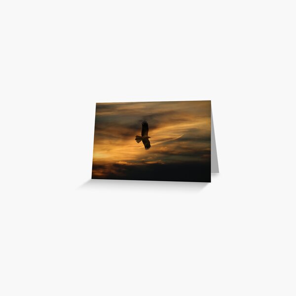 Swamp Harrier. Greeting Card