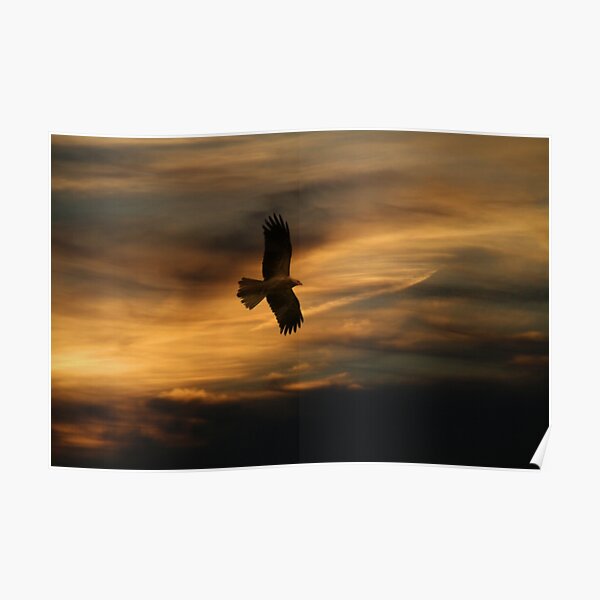 Swamp Harrier. Poster