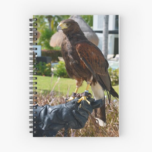 Item preview, Harris's Hawk on Falconer's Glove designed and sold by Catherine Sherman.