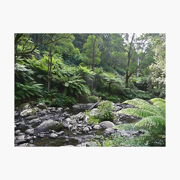Primeval Forest Photographic Print