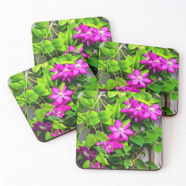 Item preview, Pink clematis flowers climbing on a fence designed and sold by Karen Hogan.