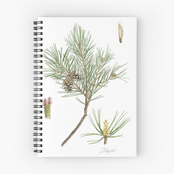 Item preview, Pinus nigra designed and sold by Cladonia.