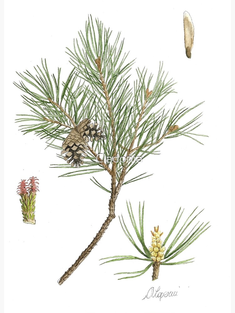 "Pinus nigra" Poster for Sale by Cladonia | Redbubble
