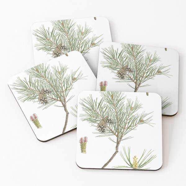 Item preview, Pinus nigra designed and sold by Cladonia.