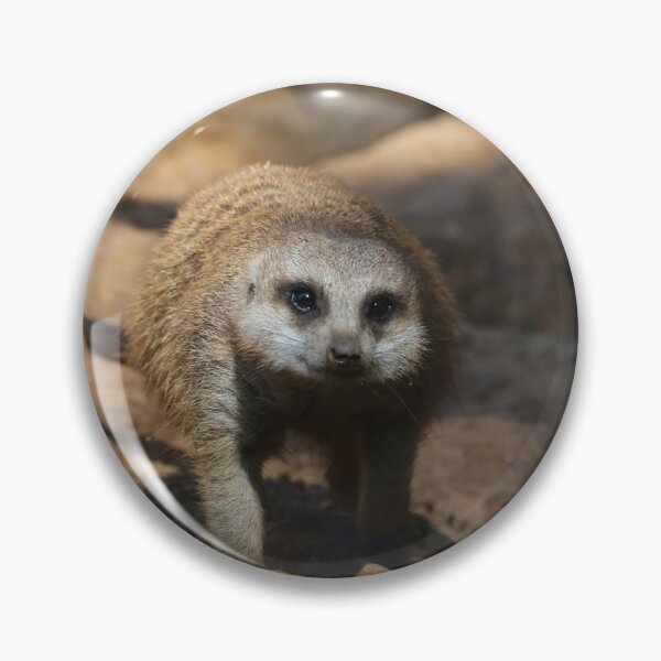 Artikelvorschau, Meerkat 078 entworfen und verkauft von JAMFoto.