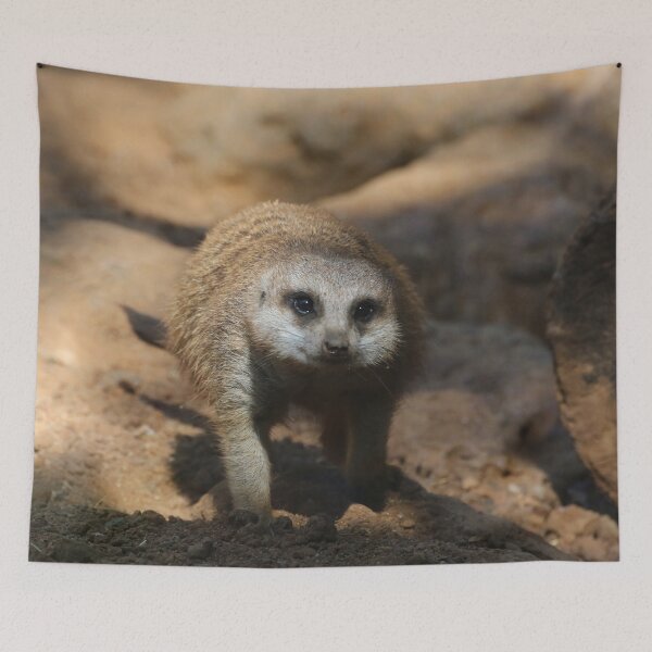 Item preview, Meerkat 078 designed and sold by JAMFoto.