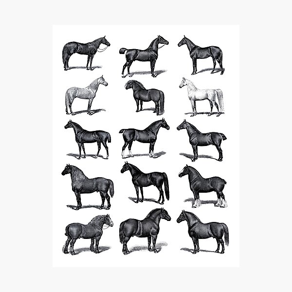 Aperçu de l'œuvre Tableau des races de chevaux vintage noir et blanc créée et vendue par HorseGirlRescue.