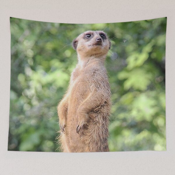 Item preview, Meerkat 079 designed and sold by JAMFoto.